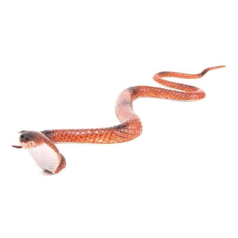 Cobra Falsa Cobra Asiática