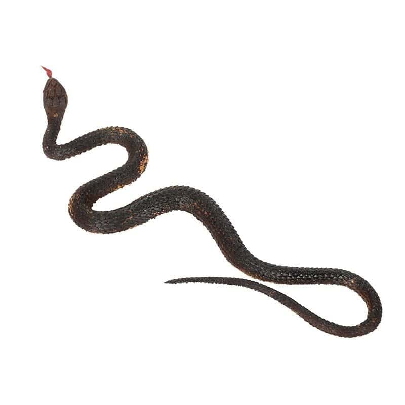 Cobra De Brinquedo Marrom