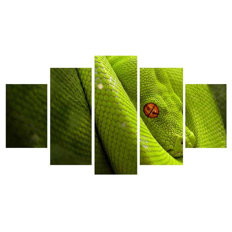 Quadro Cobra Boa Arborícola