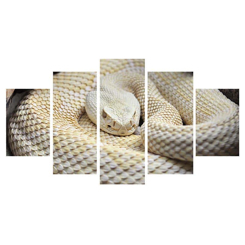 Quadro Cobra Albino