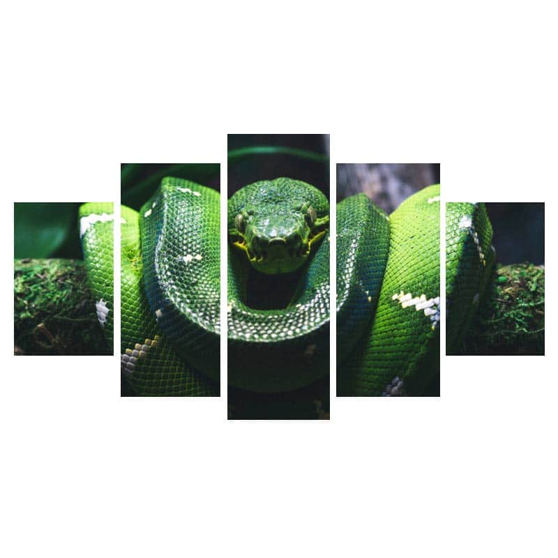 Quadro Cobra Boa