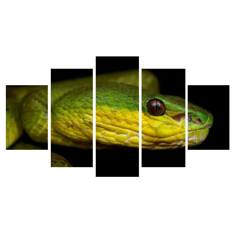 Quadro Cobra Víbora Indonésia