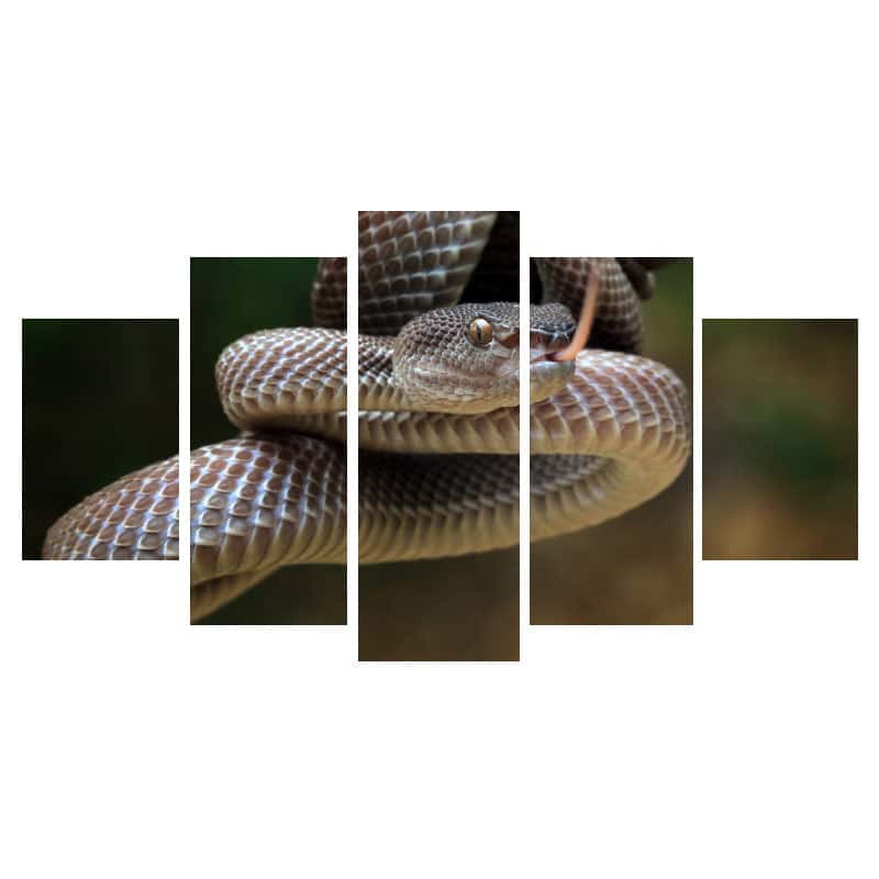 Quadro Cobra Víbora Marrom